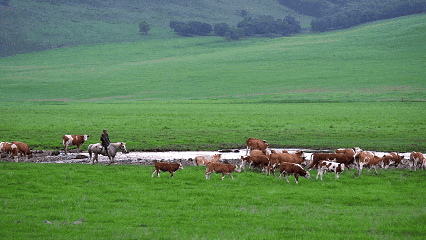 休牧，增收，两不误！
