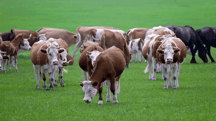 休牧，增收，两不误！