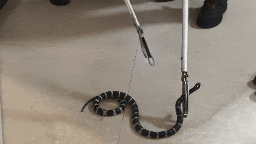 真后怕！剧毒银环蛇藏匿梳妆台，吐蛇信“拒捕”