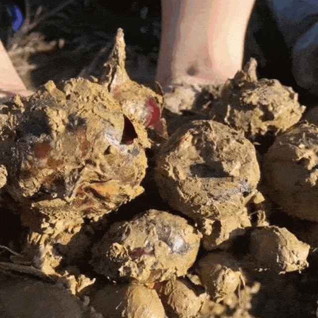 当心!女子体内取出20厘米活虫,只因总吃一道美食…… 当心!女子体内取出20厘米活虫,只因总吃一道美食……