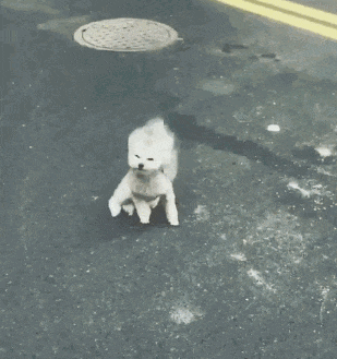 “竹节草”到哪了？上海发布大风蓝色预警，高温即将重启