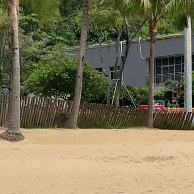 深圳大梅沙惊现野猪