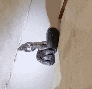 剧毒！杭州男子菜地里一回瞥吓懵了：1.5米，手臂般粗！