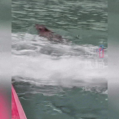 “没想到海里会有野猪！” 深圳大梅沙一女子被撞致骨折