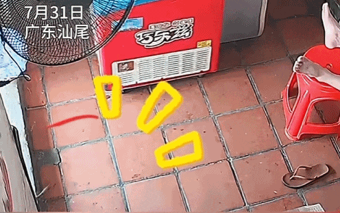 双向奔赴的恐惧！男子遇蛇尖叫，把蛇吓到落荒而逃……
