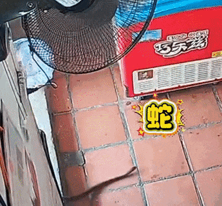 双向奔赴的恐惧！男子遇蛇尖叫，把蛇吓到落荒而逃……