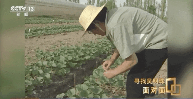 “母亲这一辈子，心里最爱的就是她的瓜！”