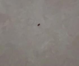 头皮发麻！虫子竟是从这种物品中出现，很多家都常备……快检查一下