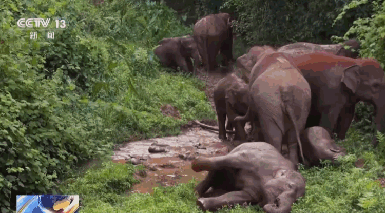 主动帮“然然家族”母象带娃 放归网红象“阿宝”动态更新