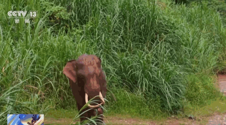 主动帮“然然家族”母象带娃 放归网红象“阿宝”动态更新