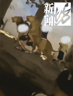 上海热门场馆太乱！多名儿童翻越禁区，家长在旁鼓励！志愿者：以前还有活体被摸死