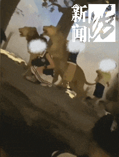 上海热门场馆现乱象！孩子翻越禁区摸标本，垃圾随地乱扔，曾有海星被摸死……
