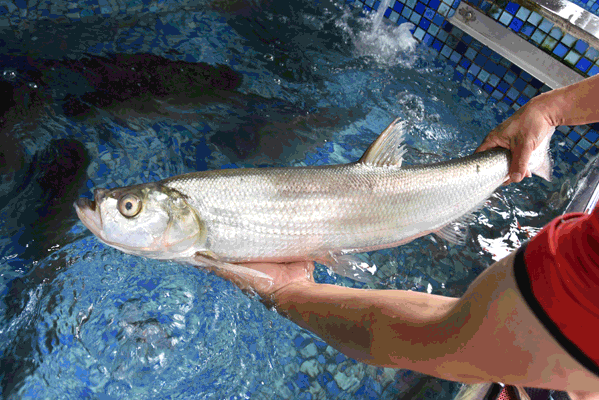 广东人一年最期待的味道来了！网友：起码准备5T的胃