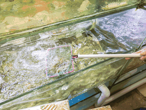 广东人一年最期待的味道来了！网友：起码准备5T的胃