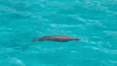 罕见！“美人鱼”惊现南沙群岛