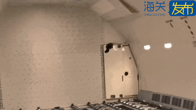 货舱内惊现“不速之客”！一只欧洲鸽子“偷渡”入境，被厦门机场海关截获！