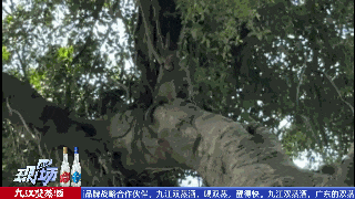 猴哥出没，上蹿下跳还“接受投喂”！东莞一地回应