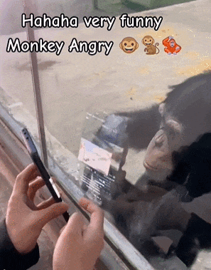 请不要给网红猩猩看手机！上海野生动物园提示：会伤害视力！“它也没法戴眼镜”……