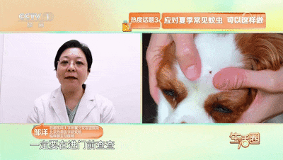 当心被它叮咬！已有人被送进ICU