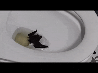 一旦被咬伤就是Ⅲ级暴露!家中发现它,千万别徒手抓! 一旦被咬伤就是Ⅲ级暴露!家中发现它,千万别徒手抓!