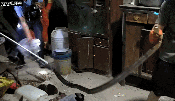 “嘶嘶嘶~”贵州一民宅中惊现3.5米眼镜王蛇，消防：“塑料单间”准备好了