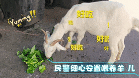 谁家的羊咩咩，偷溜上街“轧马路”？