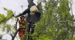 遭遇板栗“陷阱”！七旬老人被众人抬下山