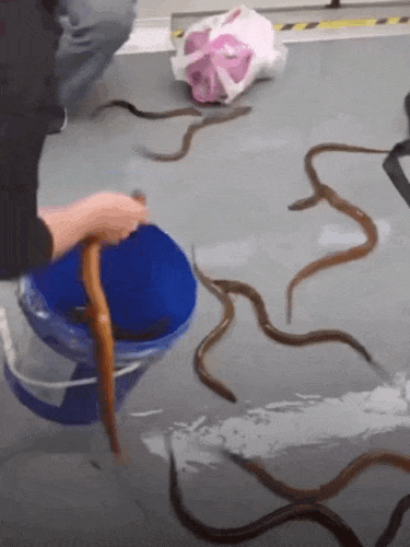 乘客尖叫!10多条黄鳝突然在地铁车厢内游窜…… 乘客尖叫!10多条黄鳝突然在地铁车厢内游窜……