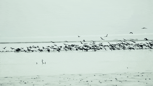 香港鹦鹉每天“北上干饭”?深圳网友:来了就是“深圳鸟” 香港鹦鹉每天“北上干饭”?深圳网友:来了就是“深圳鸟”