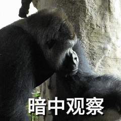 “野菜F4”断层第一，大猩猩征名“翻车”？园方：认了！