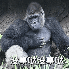 “野菜F4”断层第一，大猩猩征名“翻车”？园方：认了！