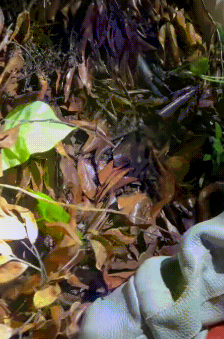 近4米长！东莞一林场惊现56斤巨蟒！