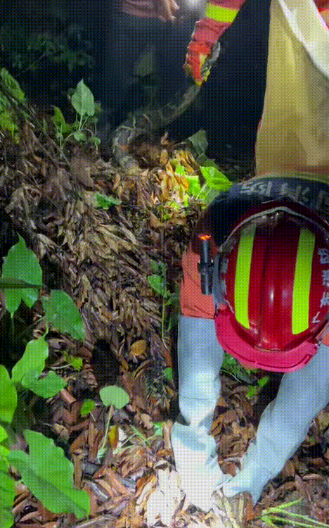 近4米长！东莞一林场惊现56斤巨蟒！