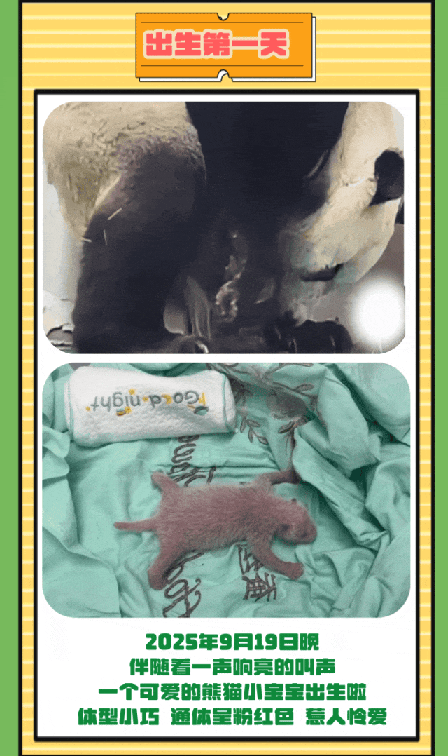 满月啦!大熊猫“曼兰”喜得贵子 满月啦!大熊猫“曼兰”喜得贵子