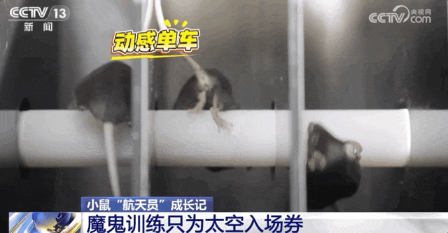 4只小鼠“航天员”要上天了，“魔鬼”训练画面曝光