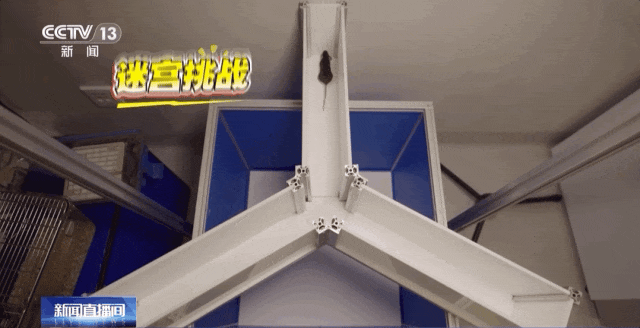 4只小鼠“航天员”要上天了，“魔鬼”训练画面曝光