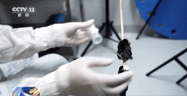 4只小鼠“航天员”要上天了，“魔鬼”训练画面曝光