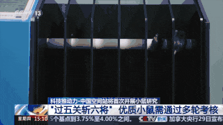 首次上天!4只小鼠已选定→ 首次上天!4只小鼠已选定→