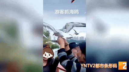 惹众怒！两游客竟强抓红嘴鸥拍“特写”