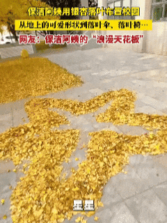 “银杏伞”突然爆火!网友:不建议推广,因为我没有…… “银杏伞”突然爆火!网友:不建议推广,因为我没有……