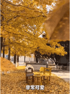 “银杏伞”突然爆火!网友:不建议推广,因为我没有…… “银杏伞”突然爆火!网友:不建议推广,因为我没有……