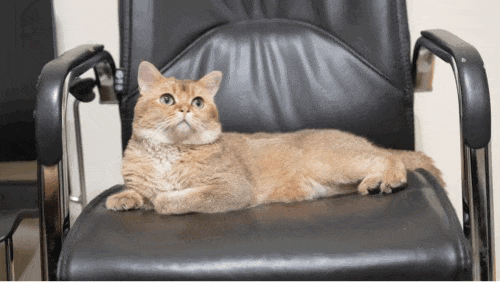 猫咪溜进深圳地铁！车站正紧急寻找主人