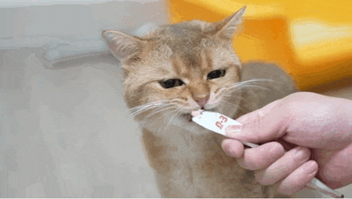 猫咪溜进深圳地铁！车站正紧急寻找主人