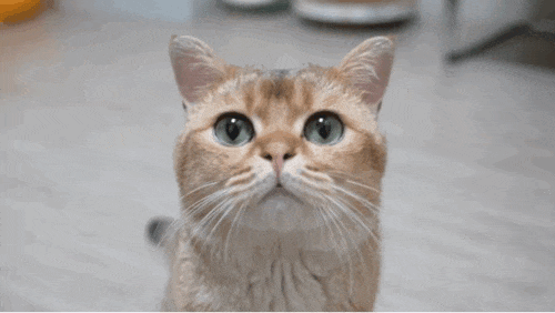 猫咪溜进深圳地铁！车站正紧急寻找主人