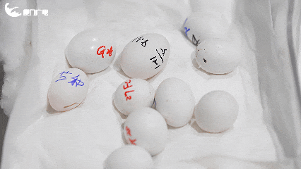 厦门海关查获!76枚!竟然夹藏在内衣中…… 厦门海关查获!76枚!竟然夹藏在内衣中……