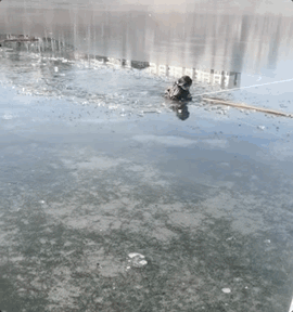 “我身体轻，我下去救！”13岁女孩冰窟救男童后默默离开