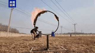 兰博、伯爵、安妮、炙心，寻“新家”！