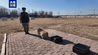 兰博、伯爵、安妮、炙心，寻“新家”！