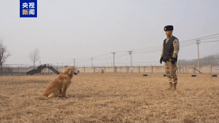 4只退役军犬招募领养 几千个“温暖的家”争相申请