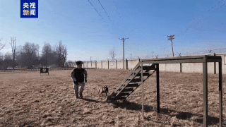 兰博、伯爵、安妮、炙心，寻“新家”！